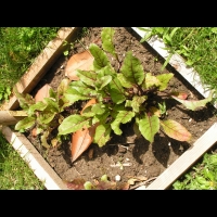 Betterave, Beta vulgaris L. var. rubra (3)